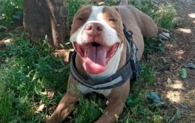 Ιδιοκτήτρια του σκύλου που πυροβολήθηκε από αστυνομικό: «Εν ψυχρώ δολοφονία»