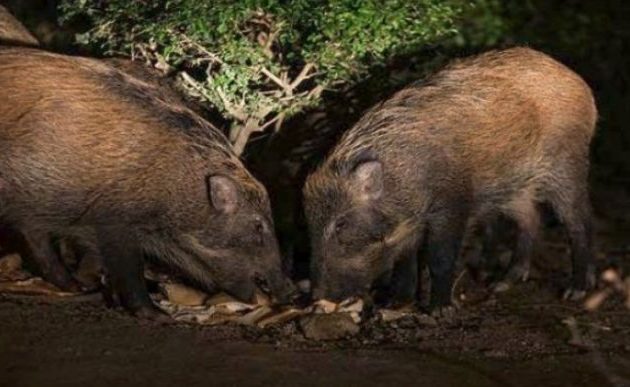 Ακυρώνεται το κυνήγι αγριογούρουνου στην Εκάλη