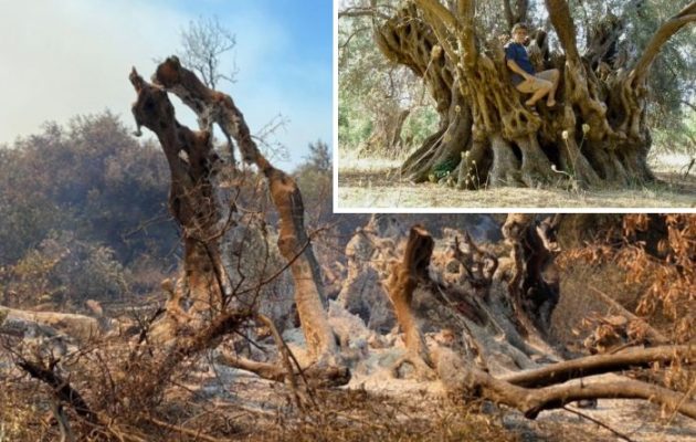 Κάηκε ο αρχαίος Ελαιώνας των Ροβιών – Κάρβουνα και στάχτη η ελιά «Νύμφη» 2.500 ετών