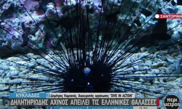 Επικίνδυνοι αχινοί εισβάλουν μέσω της Διώρυγας του Σουέζ και απειλούν τις ελληνικές θάλασσες