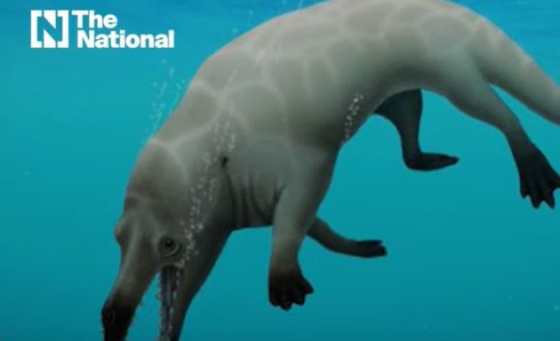 Τετράποδη προϊστορική φάλαινα ανακαλύφθηκε στην έρημο της Αιγύπτου (βίντεο)