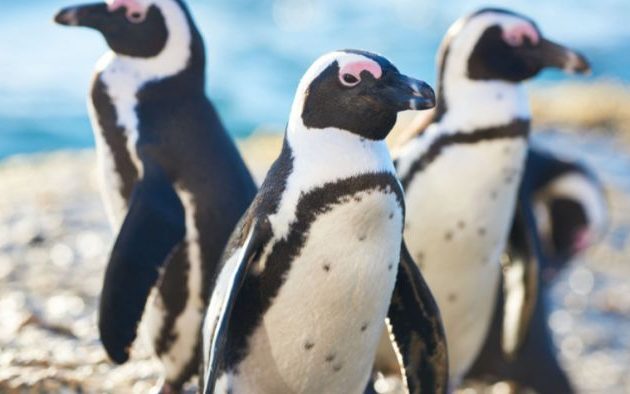 Μέλισσες σκότωσαν 63 σπάνιους Αφρικανικούς πιγκουίνους