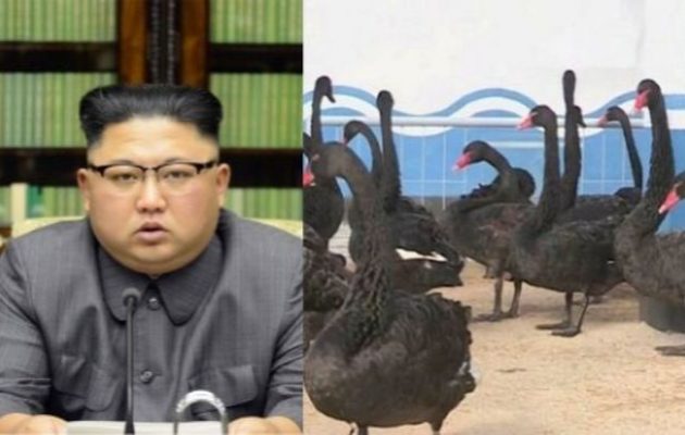 Κιμ Γιονγκ Ουν: Τρώτε μαύρους κύκνους – «Το κρέας τους είναι γευστικό και έχει φαρμακευτική αξία»