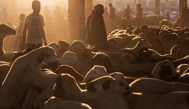 Ζωοκλέφτες το Ισλαμικό Κράτος για να χρηματοδοτούν την οργάνωση στη Συρία