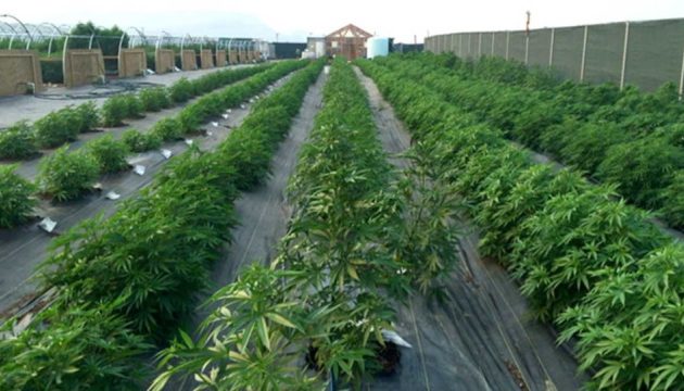 Το Λουξεμβούργο νομιμοπoίησε τη χρήση κάνναβης