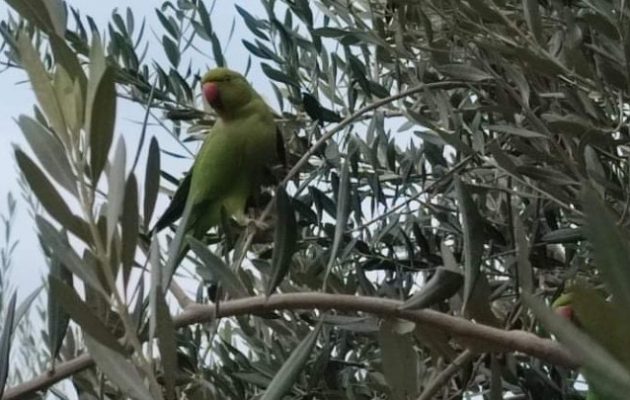 Γέμισε με πράσινους παπαγάλους η Θεσσαλονίκη