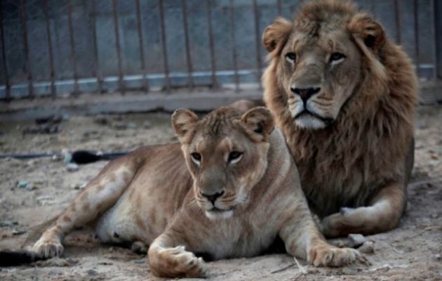 Ιράν: Λέαινα το έσκασε με τον αγαπημένο της από ζωολογικό κήπο