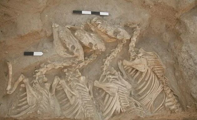 Γάιδαροι «υπερόπλα» της αρχαιότητας ανακαλύφθηκαν στη βόρεια Συρία