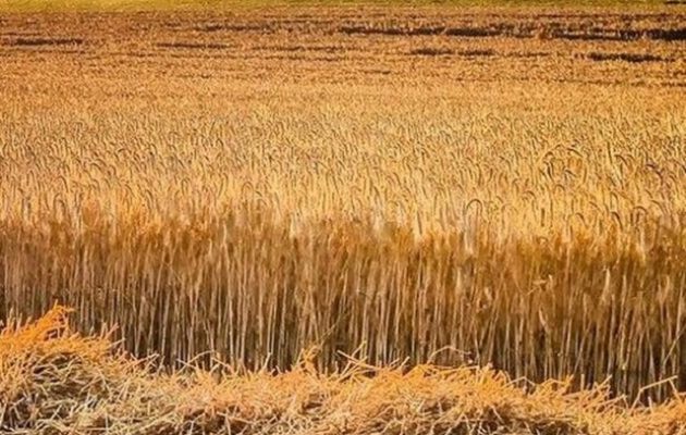 Ρωσία: Επικίνδυνο για την Ουκρανία να συνεχίσει τις εξαγωγές σιτηρών μέσω της Μαύρης Θάλασσας