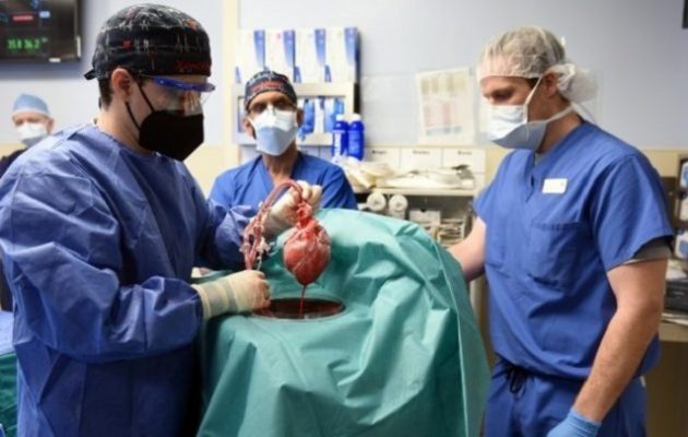 Πέθανε ο πρώτος άνθρωπος με μεταμόσχευση καρδιάς από χοίρο δύο μήνες μετά την επέμβαση