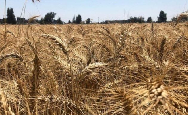 Η Αίγυπτος προμηθεύεται σιτάρι από όπου μπορεί για να μην πεινάσει ο λαός της