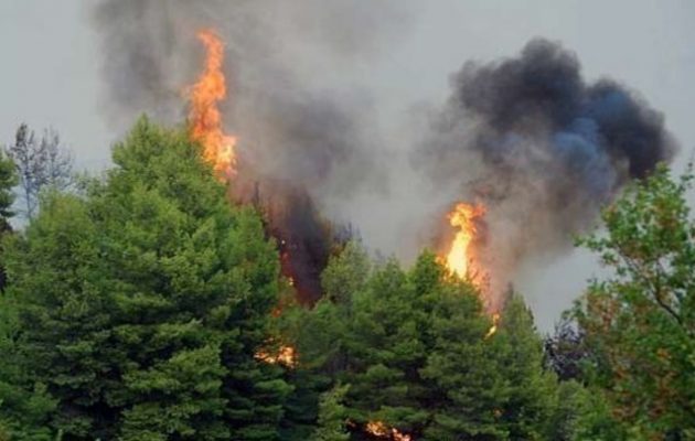 Πυρκαγιά στο Σουφλί: Δύσκολη νύχτα – Προσπάθειες για να διασωθεί το δάσος της Δαδιάς