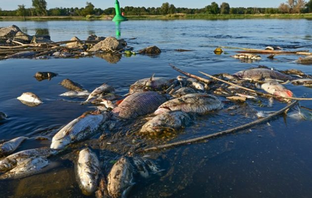 Διπλωματικό επεισόδιο Γερμανίας-Πολωνίας για τα νεκρά ψάρια του ποταμού Όντερ