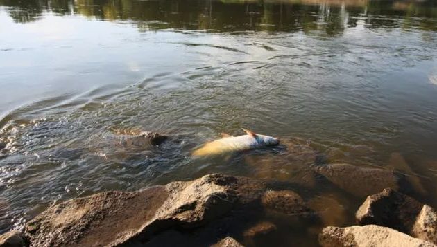 Τεράστια οικολογική καταστροφή στην Πολωνία: Τους 100 τόνους φτάνουν τα νεκρά ψάρια στον ποταμό Όντερ