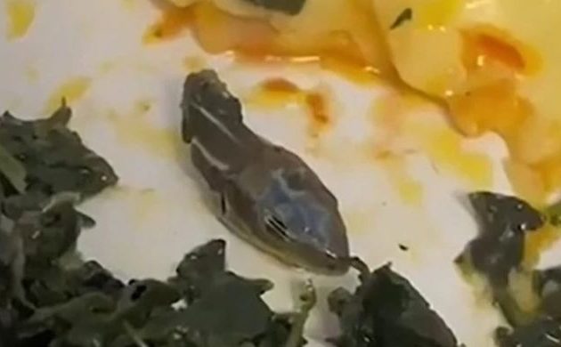 Τουρκική αεροπορική εταιρεία σέρβιρε «κατά λάθος» εν πτήσει κεφάλι φιδιού