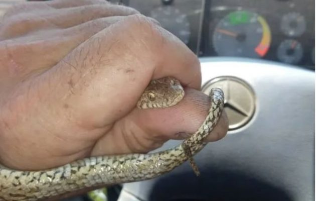 Χανιά: Φίδι μπήκε σε κλουβί και έφαγε τα καναρίνια