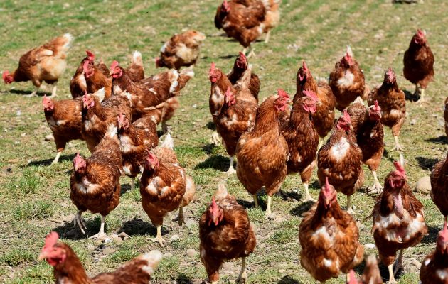 Ήπειρος: Εκτός χρηματοδοτήσεων η δημιουργία νέων πτηνοτροφικών μονάδων