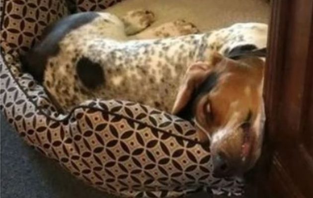 Προτρέπουν ιδιοκτήτη σκύλου να του κάνει εξορκισμό επειδή κοιμάται σαν… δαίμονας