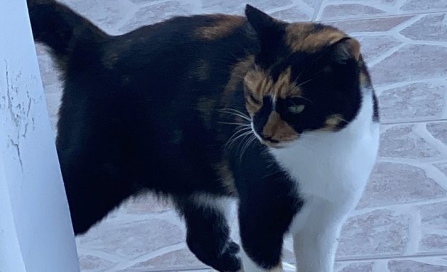 Τρίπολη: Αστυνομικός κλώτσησε γάτα και συνελήφθη