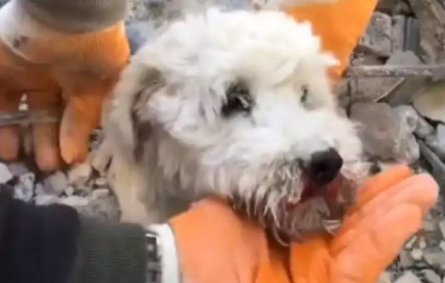 Σεισμός Τουρκία: Συγκλονιστικό βίντεο με τη διάσωση ενός μικρού σκύλου από τα συντρίμμια