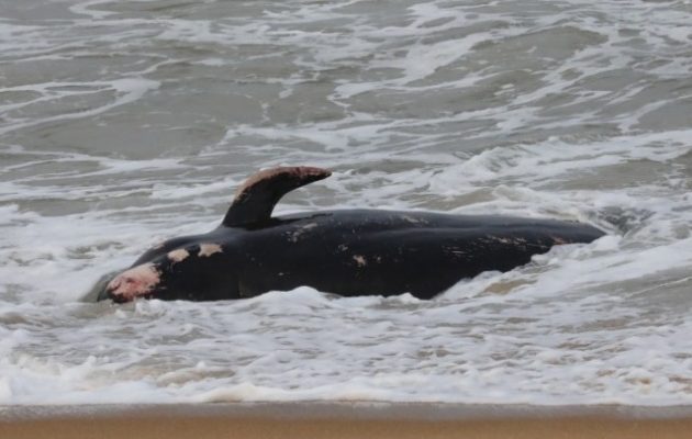 Κύπρος: Νεκρές φάλαινες ξεβράστηκαν στις ακτές – Πιθανώς από τους σεισμούς σε Τουρκία και Συρία