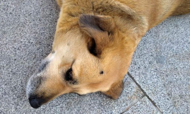 Σέρρες: Υπάνθρωπος έσβησε τσιγάρο στο κεφάλι της Ζιζέλ