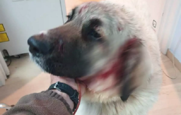 Ρέθυμνο: Άνδρας πυροβόλησε στο κεφάλι σκύλο που έπαιζε σε αυλή με δύο μικρά παιδιά