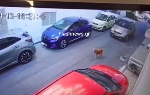 Κρήτη: Γυναίκα πάτησε με το αυτοκίνητο εν ψυχρώ σκύλο – Πρόστιμο 40.500 ευρώ (βίντεο)