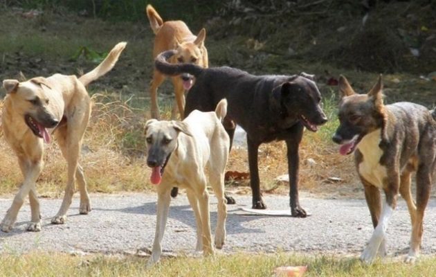 Φρίκη στα Άνω Λιόσια: Νεκρή 68χρονη μετά από επίθεση αγέλης σκυλιών