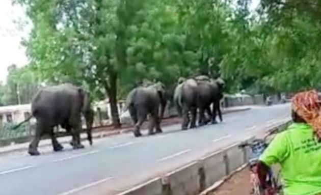 Στο Καμερούν διψασμένοι ελέφαντες ισοπέδωσαν χωριά και σκότωσαν ανθρώπους