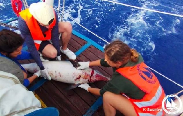 Τούρκοι ψαράδες σκοτώνουν τα δελφίνια στο Αιγαίο και τα ξεκοιλιάζουν για να βυθιστούν