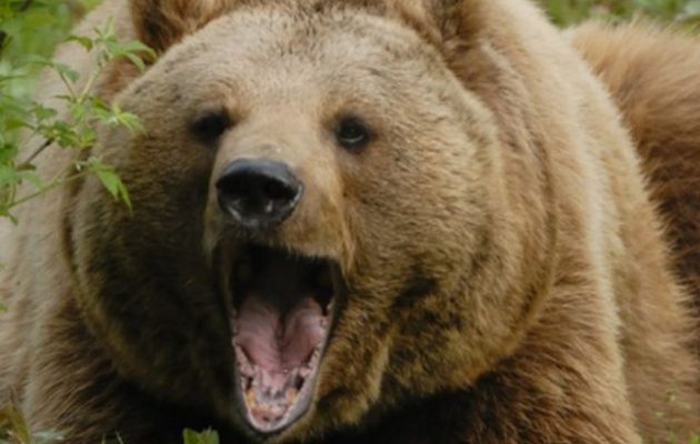 Αρκούδα επιτέθηκε σε άνδρα έξω από την Άρτα – Τον δάγκωσε σε πολλά σημεία