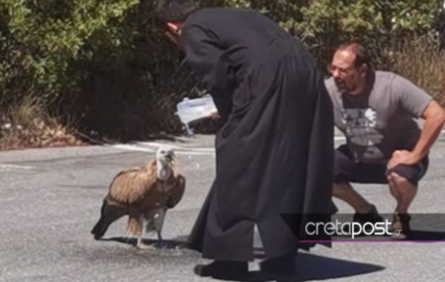 Εξαντλημένο από τη ζέστη όρνιο προσγειώθηκε… στη μέση του δρόμου – Ιερέας του έδωσε νερό