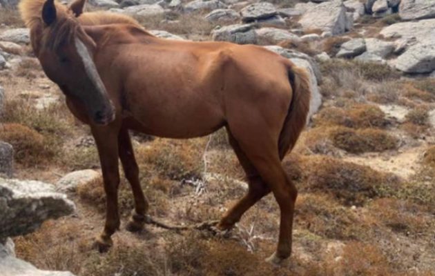 Απόπειρα κτηνοβασίας με φοράδα στο Πήλιο – Την «έβαλε κάτω» μετανάστης