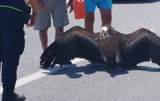 «ΑΝΙΜΑ»: Πηδούσαν από τις φωλιές τους τα πουλιά για να γλιτώσουν από τον καύσωνα