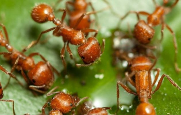 Τα καταστροφικά κόκκινα μυρμήγκια εισέβαλαν στην Ευρώπη