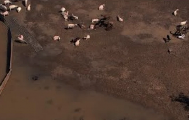 Πάνω από 210.000 νεκρά ζώα έχουν δηλωθεί από τις πλημμύρες – Έχουν «συλλεγεί» μόλις 60.000