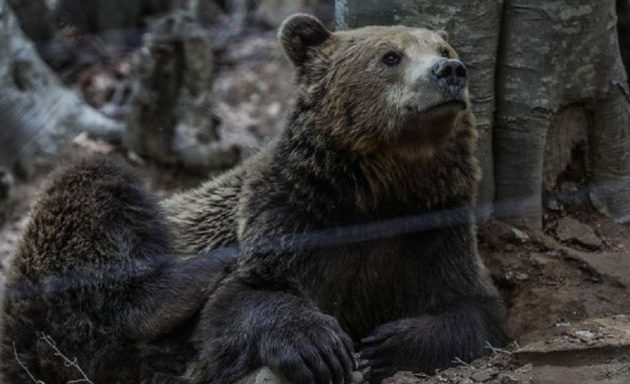 Νωρίτερα από κάθε χρονιά έπεσαν σε χειμερία νάρκη οι αρκούδες στο Νυμφαίο