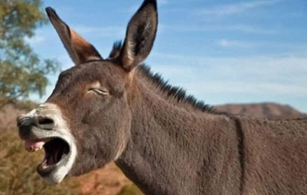 Γαϊδούρι σκοτώθηκε σε τροχαίο με αυτοκίνητο