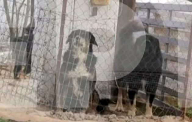 Γνώριμος των Αρχών ο 37χρονος ιδιοκτήτης σκυλιών που κατασπάραξαν την 50χρονη – Είχε υπάρξει σάτυρος