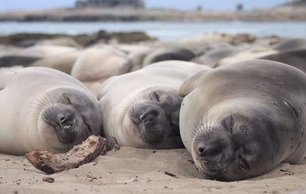 Βραζιλία: Πάνω από 900 φώκιες και θαλάσσιοι λέοντες πέθαναν από τη γρίπη των πτηνών