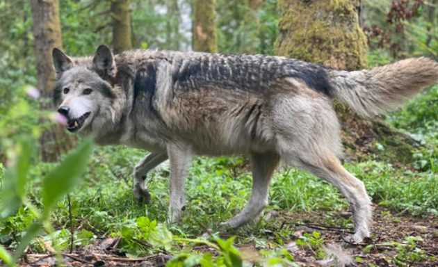 Ελβετία: Η «σφαγή» των λύκων αναβλήθηκε – Οργισμένοι αγρότες και κτηνοτρόφοι