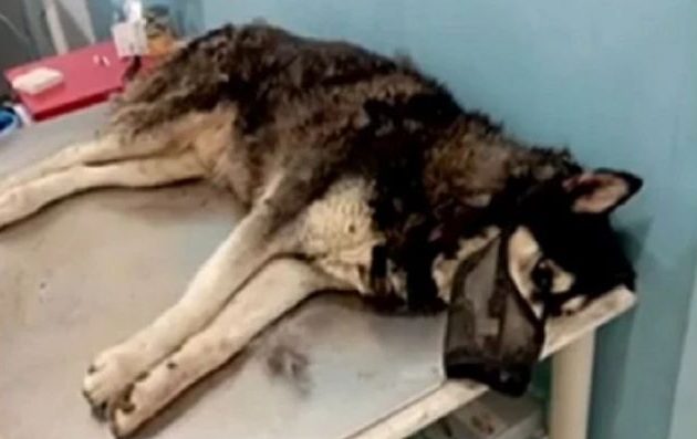 Ποινική δίωξη για την κακοποίηση και τη θανάτωση του χάσκι της Αράχωβας Όλιβερ