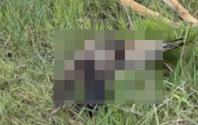 Κτηνωδία στον Έβρο: 47 ζώα εντοπίστηκαν νεκρά από δηλητηριασμένα δολώματα