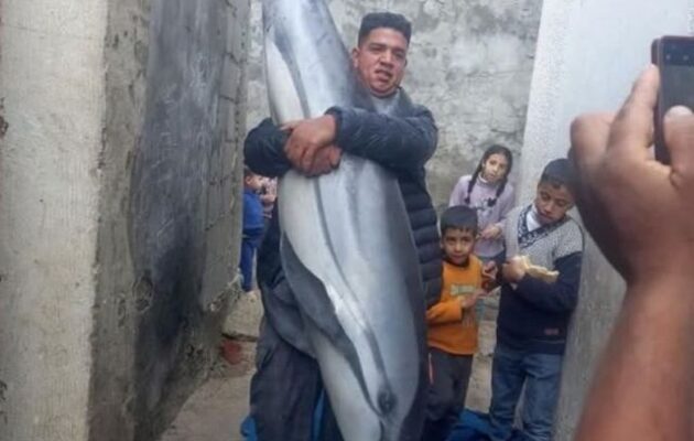 Ψαράδες στη Γάζα έπιασαν ένα δελφίνι και θέλουν να το φάνε – Ο κόσμος ΔΕΝ είναι χαρούμενος