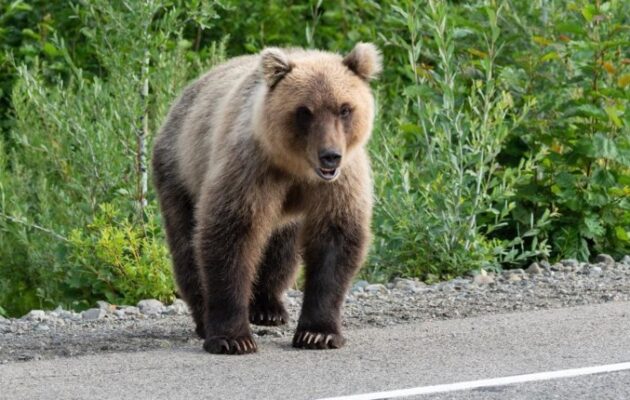 Δυτική Μακεδονία: Αρκούδες «εισβάλουν» σε κατοικημένες περιοχές