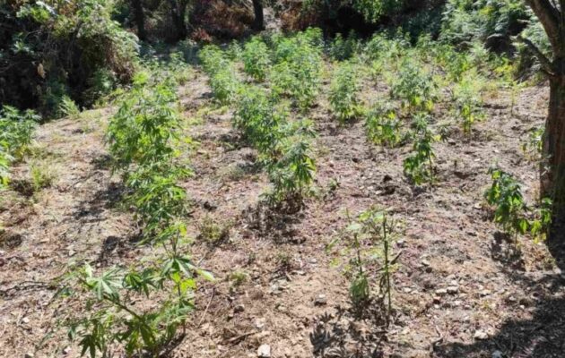Σπάρτη: Εντοπίστηκε φυτεία με 1.800 δενδρύλλια κάνναβης – Θα έβγαζαν 3,6 εκατ. ευρώ