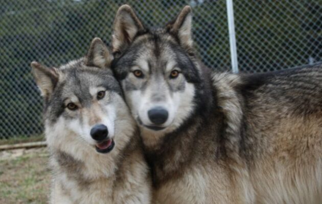 Μπορεί ένας σκύλος να ζευγαρώσει με λύκο ή αλεπού; Τι πρέπει να γνωρίζετε