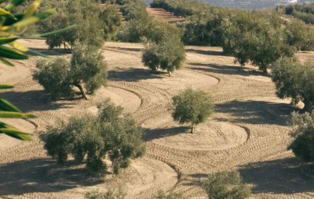 Συγκομιδή ελιάς στο Ισραήλ: «Εμπόλεμες ζώνες» οι ελαιώνες σε Ιουδαία και Σαμάρεια