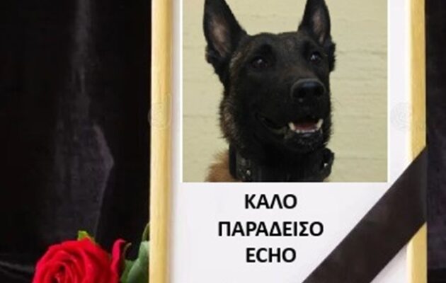 Nεκρός ξαφνικά ο «Echo», ο σκύλος ντετέκτιβ της «Anubis» – Eίχε συμμετάσχει σε έρευνες και στα Τέμπη